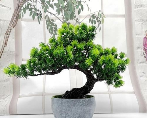 小叶罗汉松的养护方法剖析（解析小叶罗汉松的喜阳还是喜阴的养殖条件）