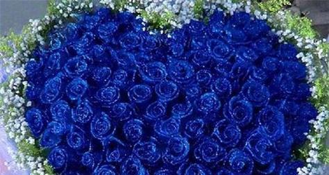 蓝色玫瑰花的花语（探寻蓝色玫瑰花的花语之美）