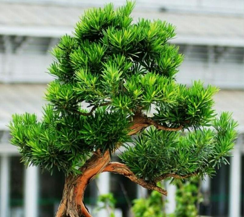 罗汉松的日常养护（浇水频率对罗汉松生长的影响及正确的浇水方法）