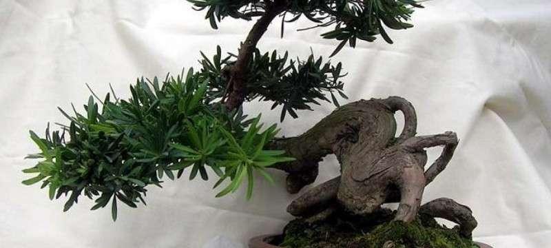 罗汉松的日常养护（浇水频率对罗汉松生长的影响及正确的浇水方法）