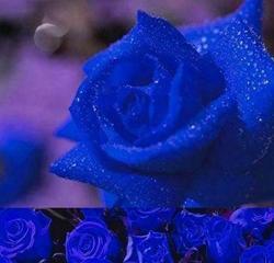蓝色玫瑰花语的深刻含义（探寻蓝色玫瑰所代表的情感与意义）