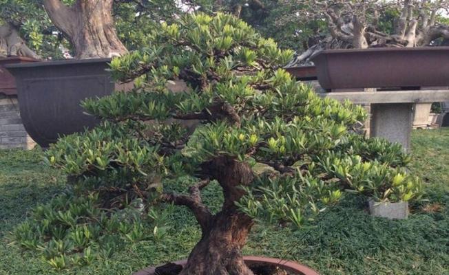 罗汉松养护全攻略：选择盆的关键是什么？