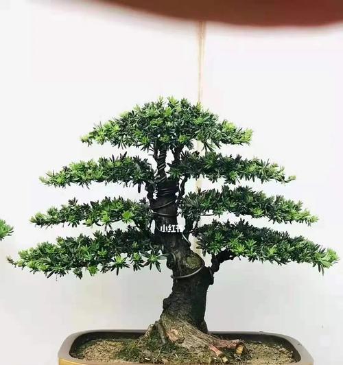 罗汉松养护全攻略：选择盆的关键是什么？