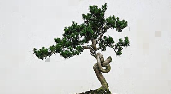 罗汉松如何正确浇水（浇水时间）