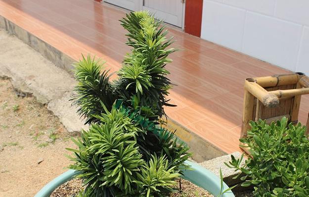 罗汉松——土地的守护者（以罗汉松为主打）