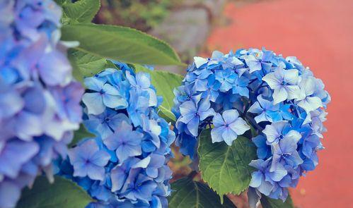 蓝色绣球花——传说中的幸福之花（美丽的绣球花与幸福的神话传说）