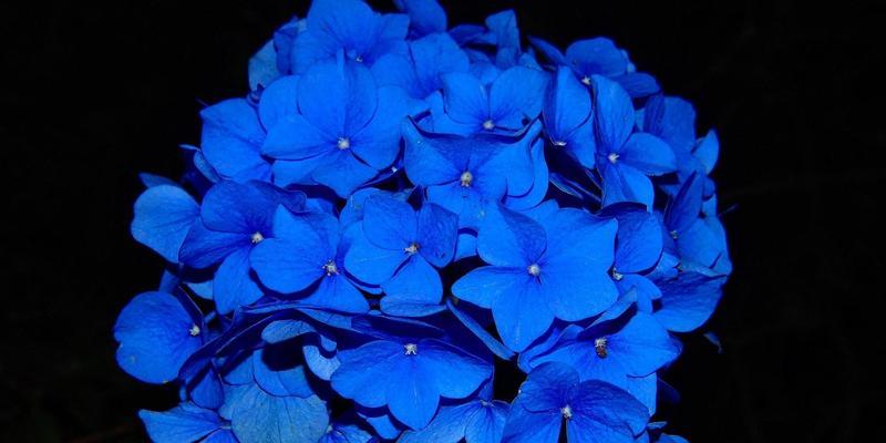 蓝色绣球花——传说中的幸福之花（美丽的绣球花与幸福的神话传说）