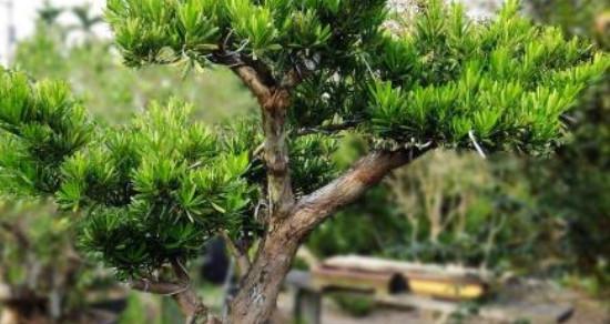 如何成功种植罗汉松（栽种时间和方法详解）