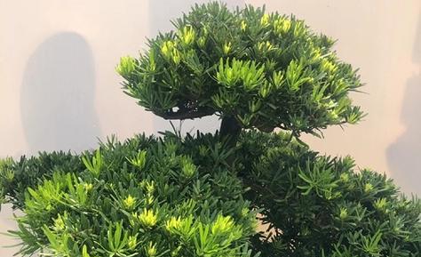 如何成功种植罗汉松（栽种时间和方法详解）