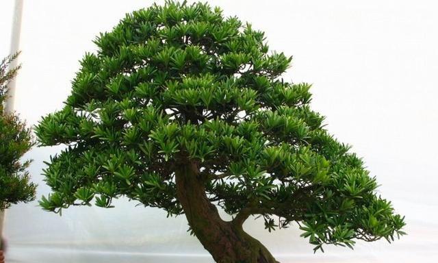 如何成功种植罗汉松（栽种时间和方法详解）