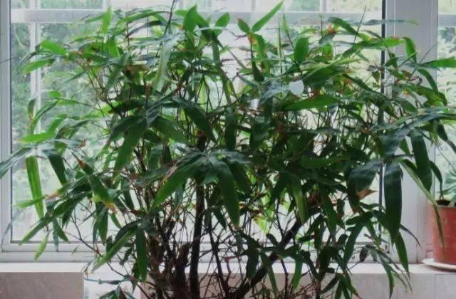 罗汉竹的养殖全攻略（关注这些注意事项）