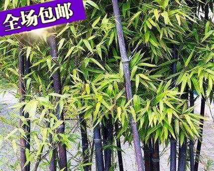 罗汉竹生长环境与特点——“绿色环保的室内观叶植物”