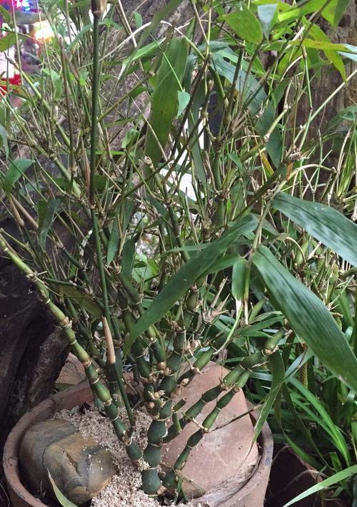 罗汉竹生长环境与特点——“绿色环保的室内观叶植物”
