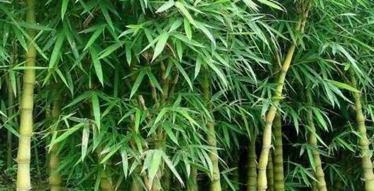 罗汉竹种子的繁殖方式（探究罗汉竹种子的特点及种植方法）