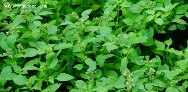 探究罗勒和藿香的植物学特点（从起源到生长环境）