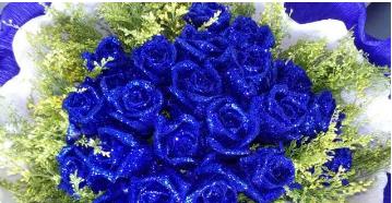 蓝色妖姬玫瑰花的花语（探秘蓝色妖姬玫瑰花背后的神秘花语）