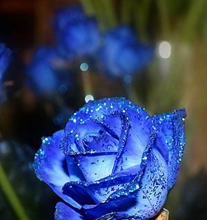 蓝色妖姬玫瑰花的花语（探寻蓝色妖姬玫瑰花的花语）