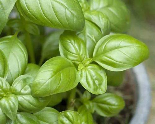 罗勒种植的最佳时间（如何选择最佳的播种时间来栽培罗勒）