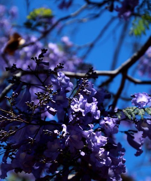 解读蓝楹花的花语（蓝楹花）