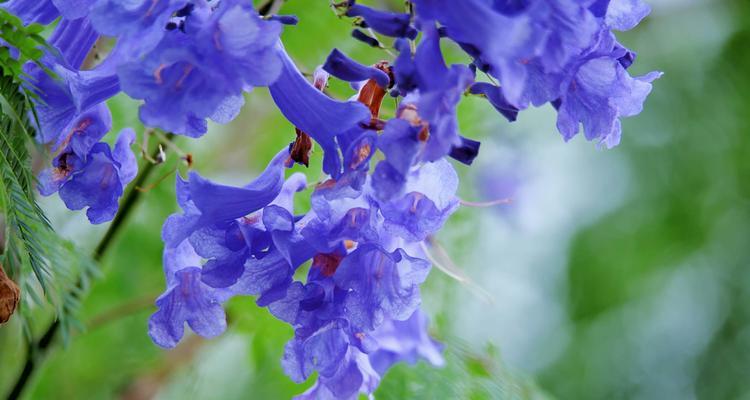 解读蓝楹花的花语（蓝楹花）