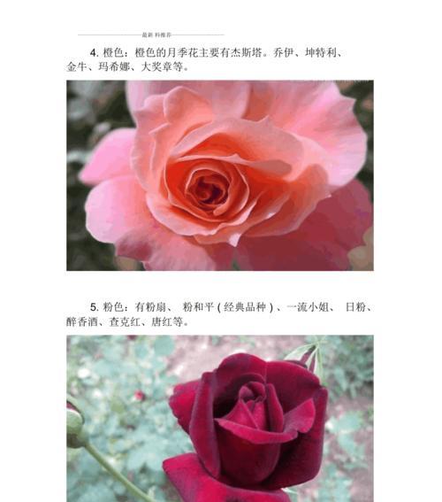 罗衣月季开花时间及花期全解析（一年开几次花）