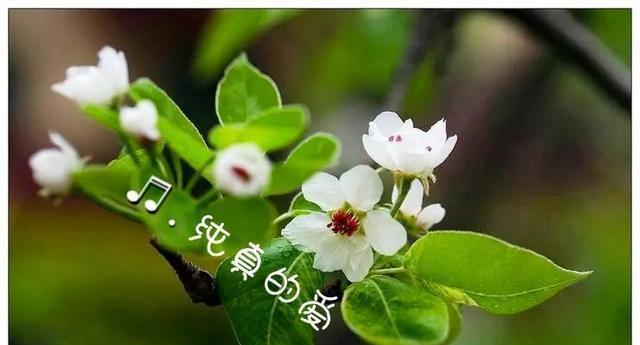 梨花（悠久历史中的花语和文化内涵）