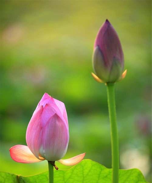 莲花的寓意与象征（揭示莲花的美丽与力量）