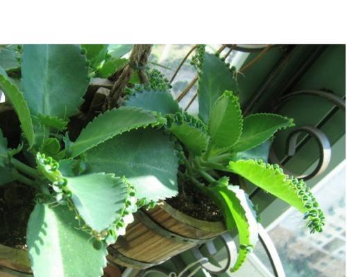 落地生根耐阴——如何在阴暗环境下种植适应性强的植物（适合阴暗环境的植物种类、种植技巧和养护要点）