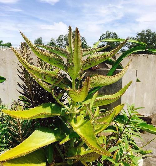 落地生根开花时间及其特点（了解落地生根的开花时间）