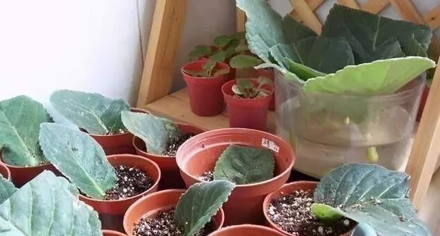 水培与土培（探究植物落地生根的不同栽培方式）