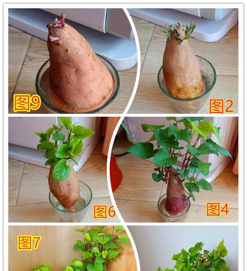 水培与土培（探究植物落地生根的不同栽培方式）