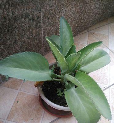 落地生根养护指南（让你的植物更好看更健康）