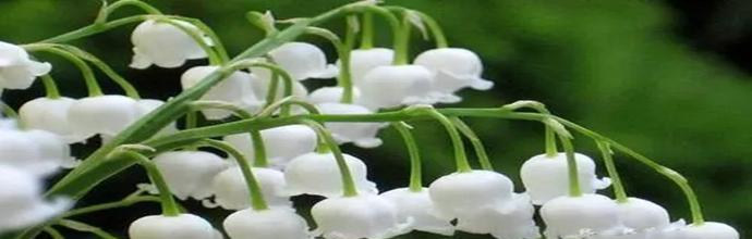 铃兰花（花开如银）
