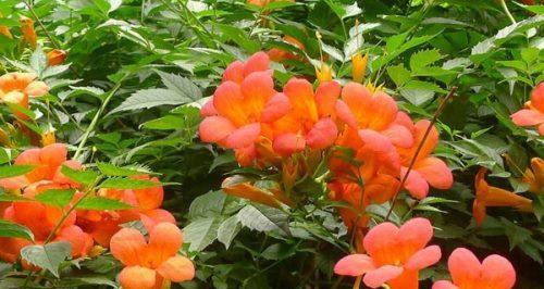 凌霄花的花语与寓意（美丽的凌霄花在花语中的隐喻与象征）