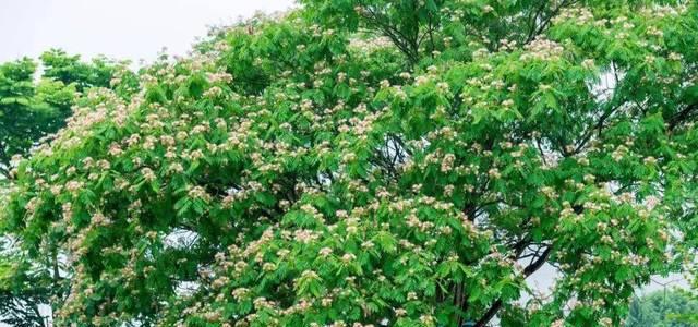 流苏花花语与传说（追寻着时间的记忆）