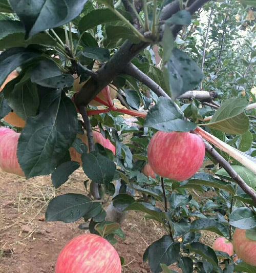 洛川苹果成熟时间及品质分析（洛川苹果的生长环境和品种特点）