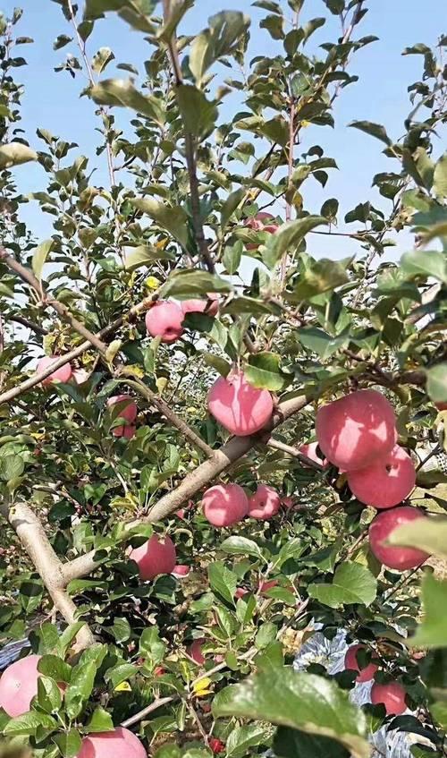 洛川苹果成熟时间及品质分析（洛川苹果的生长环境和品种特点）