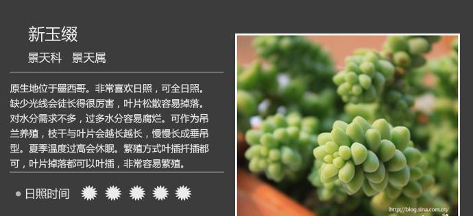 如何正确养护洛神多肉（注意事项和养殖方法）