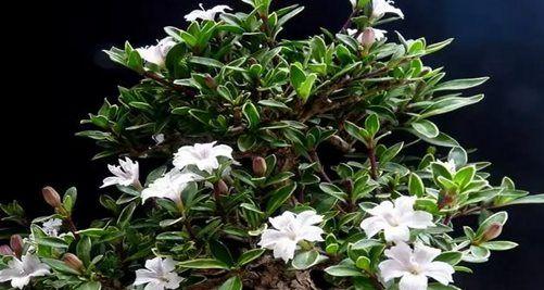 六月雪，花开成冬（一年一度）