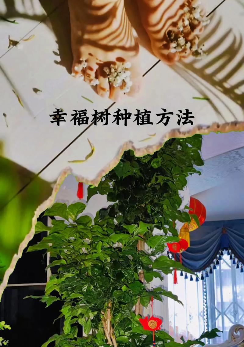 如何成功养殖络石（注意事项和技巧）
