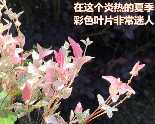 络石花的神奇功效（探秘络石花）