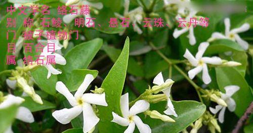络石花养殖全攻略（一步步教你打造美丽家园）
