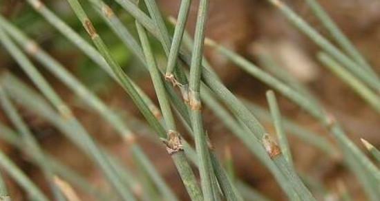 探秘麻黄草的生长环境与特点（草原上的“黄金植物”）