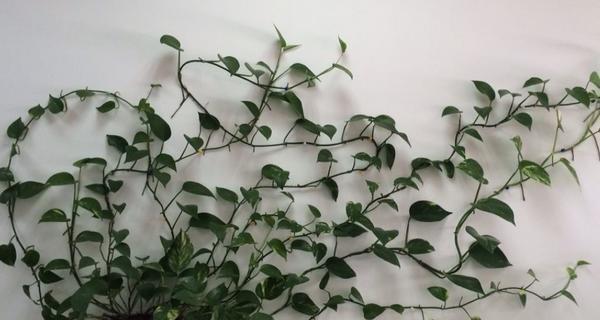 绿萝花语（绿萝的花语意义及其在生活中的应用）