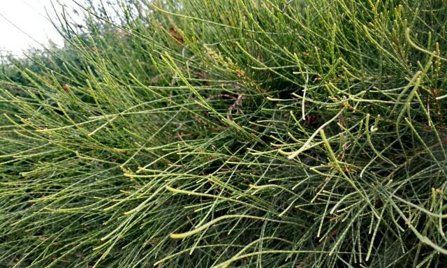 麻黄植物的种类和特征详解（从药用植物到园林观赏）