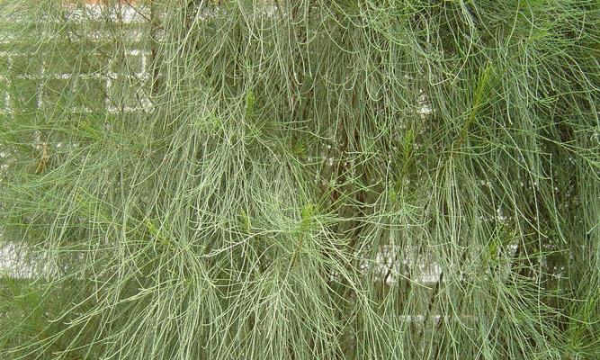 麻黄植物的种类和特征详解（从药用植物到园林观赏）