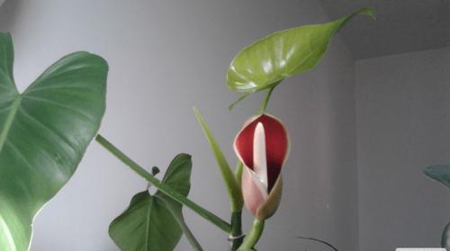 绿萝花语的深刻寓意（揭示自然界的绿萝之魅力）