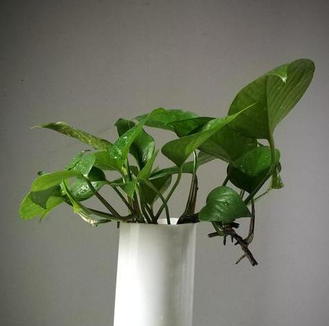 绿萝花语的象征与寓意（探寻绿萝的意义与传说）