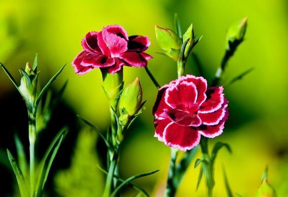 绿色康乃馨的花语之意（探索康乃馨花的绿色花语）