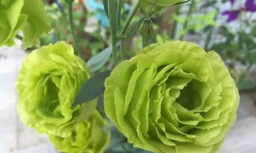 绿色洋桔梗花语（探索洋桔梗的独特含义）